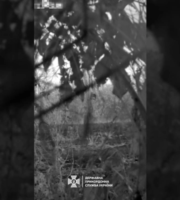Вовчі зграї помітили на Одещині