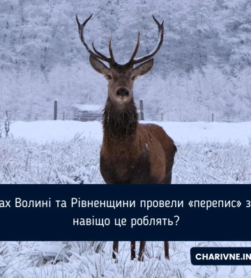 Стало відомо, скільки у лісах Полісся звірів