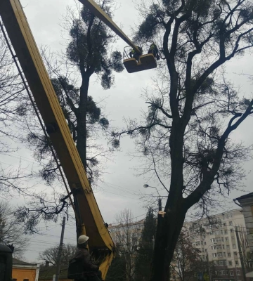 Обрізають аварійні дерева та латають ями: чим зайняті рівненські комунальники