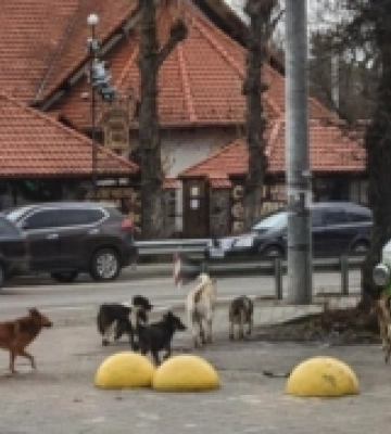 Два роки без стерилізації: жителі Острога на Рівненщині скаржаться на безпритульних тварин