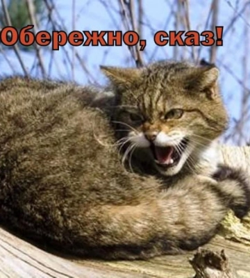 У 2024 році на Волині виявили вже 8 випадків сказу