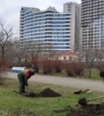 Озеленювачі розпочали висадження дерев в Одесі