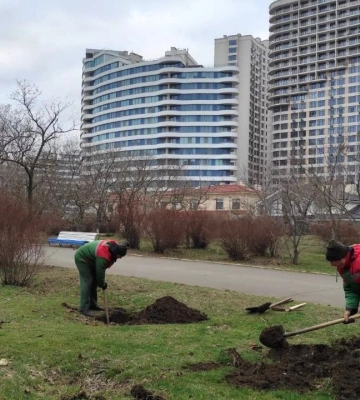 Озеленювачі розпочали висадження дерев в Одесі