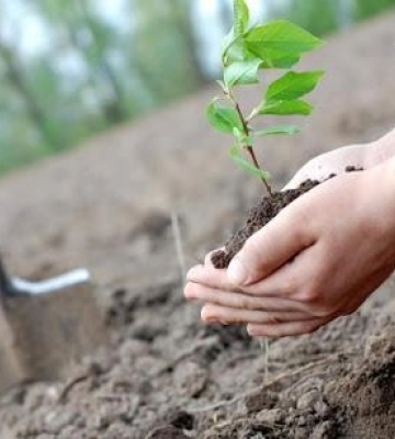 На Миколаївщині затверджено ділянки для висаджування лісу