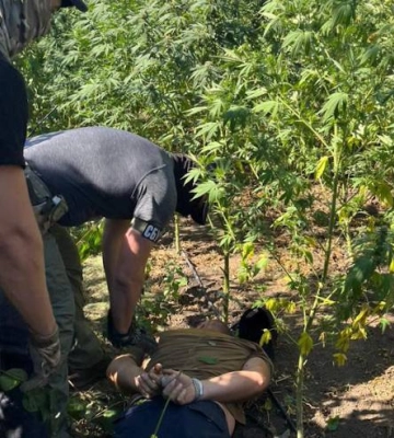 У Миколаєві судитимуть членів злочинного угруповання, які займалось вирощуванням наркоросли