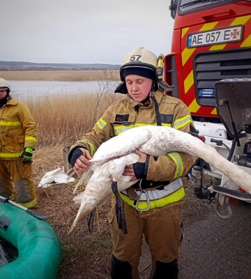 На Дніпропетровщині врятували лебедя, який примерз до криги