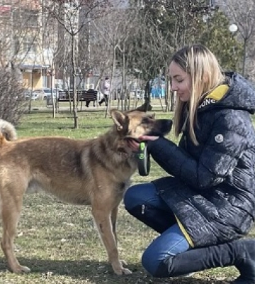 "Схоже, хтось познущався й викинув". У Миколаєві шукають господарів для пса Пірата