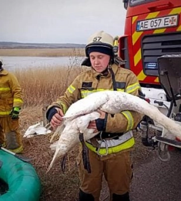 На Дніпропетровщині рятувальники вивільнили з крижаної пастки лебедя