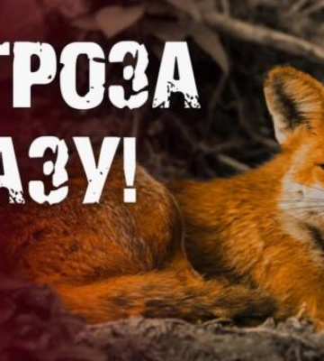 У Кропивницькому бродять лисиці (відео)