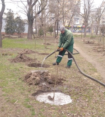 В Одесі комунальники висаджують молоді дерева