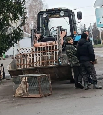 Жителі Помічної заявляють про жорстоке поводження з безпритульними собаками в громаді 