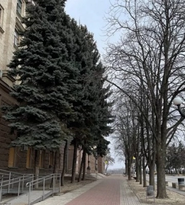 Поліція закрила кримінальну справу, пов’язану зі знищенням ялинок біля міськради