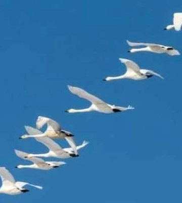 З Одеської області відлітають рідкісні птахи