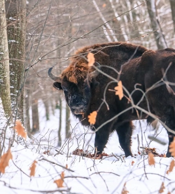 У лісах Львівщини порахували звірів