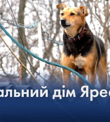 Унікальний дім Яреськи: у Дніпрі собака живе на даху гаража