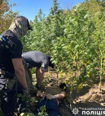 На Миколаївщині учасників злочинної групи судитимуть за організацію наркоплантації (ФОТО)