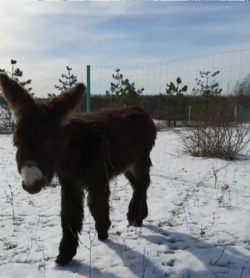 Рідкісного віслюка привезли в харківський екопарк (відео)