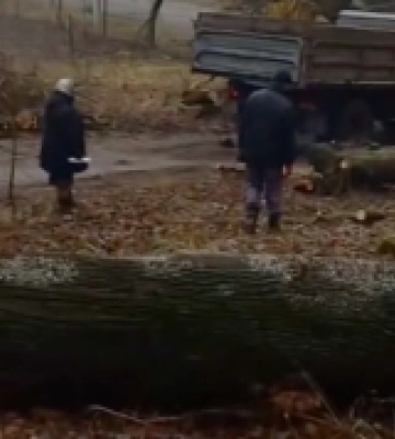 Острожани зупинили вирубку дерев у місцевому парку