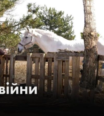 У Дніпрі коні-переселенці реабілітують травмованих війною людей