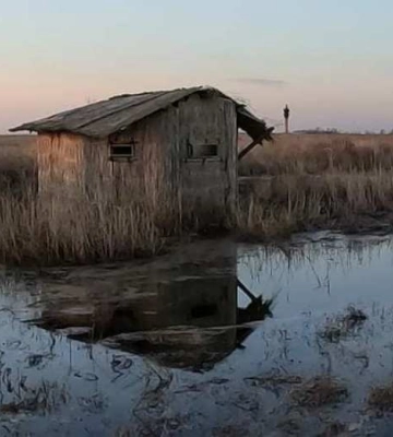 У заповіднику на Одещині виявили рідкісного птаха з обличчям у формі серця