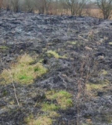 На Берегівщині за добу згоріло більше чотирьох гектарів сухостою