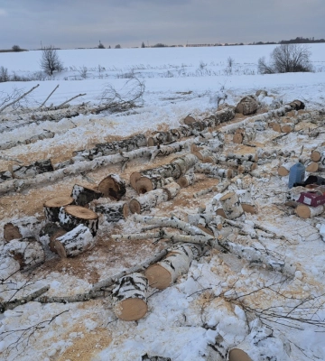 На Сумщині за незаконний поруб дерев зі збитками майже в 180 тис. грн судитимуть роменчанина