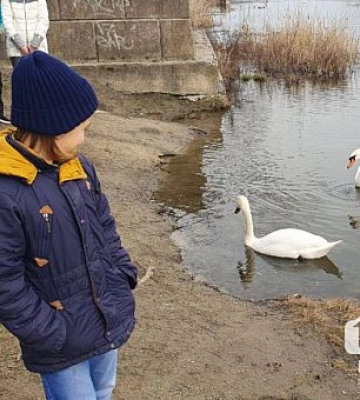 У криворізькому парку імені Мершавцева помітили пару лебедів