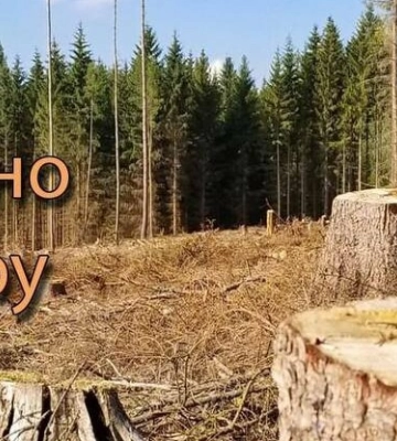 Розкрадання лісу на п’ять мільйонів грн. Підозрюють посадовців військового лісництва Львівщини