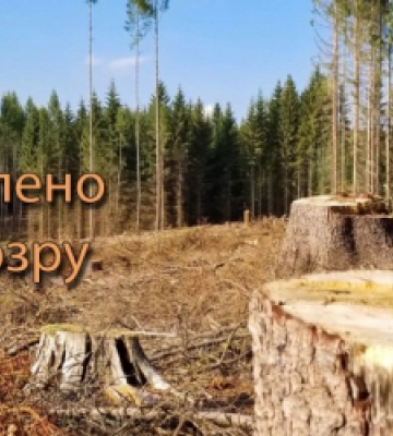 Розкрадання лісу на майже 5 млн грн: керівникам лісництва на Львівщині оголошено підозру