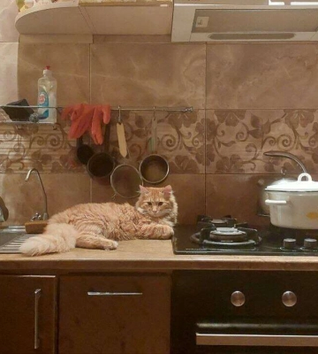 Досвідчений котолюб з Дніпра розповів, чим краще годувати котиків