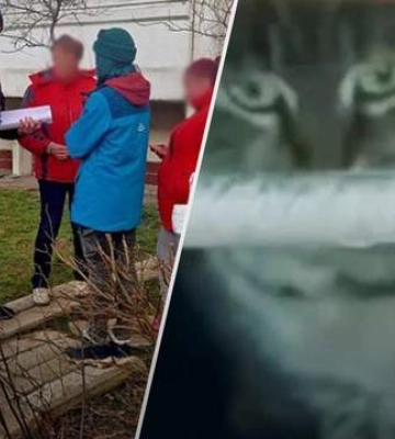 В Киеве коты умерли в ловушке из-за решетки: как отреагировала полиция на обвинения