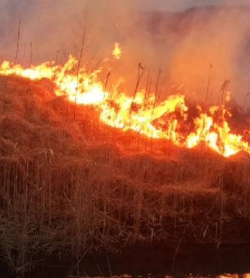 На Золочівщині палії сухої трави спричинили масштабну пожежу (ФОТО)