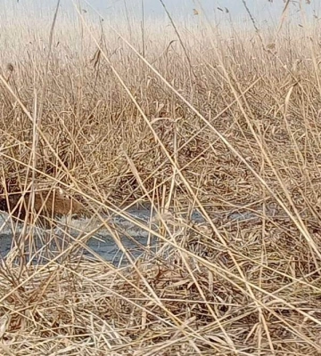 У заповіднику на Одещині виявили диких кабанів