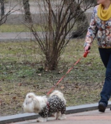 До кінця тижня у Львові безкоштовно вакцинуватимуть тварин від сказу