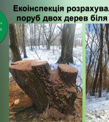 Екоінспекція розрахувала збитки за поруб двох дерев біля озера Чеха в Сумах