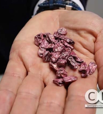 Автор сорту української синьо-жовтої кукурудзи презентував його у Кропивницькому (фоторепортаж)
