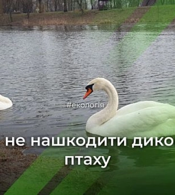 Лебеди в Кривом Роге: почему кормление может навредить птицам