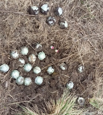 На Сумщині зафіксовано 37 обстрілів: поранено цивільного