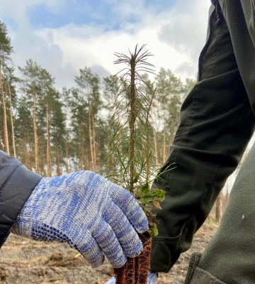 На Харківщині висадять нові стійкі ліси: подробиці