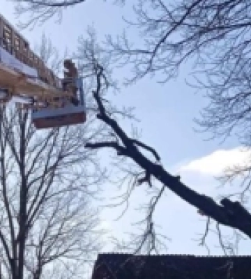 На Рівненщині безпеці селян загрожував старий дуб