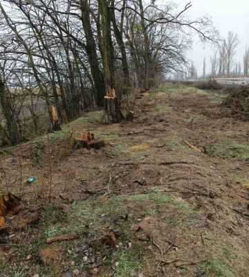 Близько 268 дерев незаконно зрубали на Черкащині