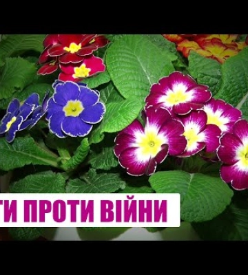 Квіти заради перемоги. Виставку фіалок відкрили у Кропивницькому краєзнавчому музеї (відео)