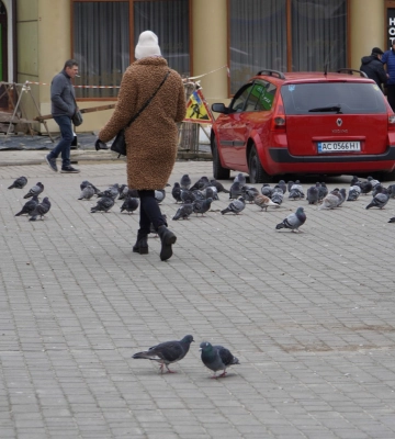 Вся площа в посліді: у місті на Волині місцевих просять не годувати голубів біля дошки пам’яті