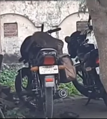 В Індії мавпа вкрала з мотоцикла сумку з великою сумою грошей (ВІДЕО)