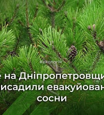 На Дніпропетровщині прижилися 30 тисяч саджанців сосни, &quot;евакуйованих&quot; з лісництва поблизу зони бойових дій