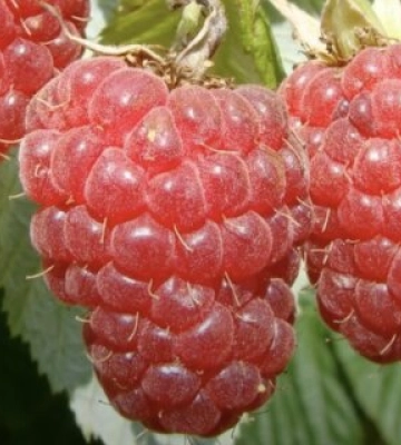 Забота о малине: как обеспечить ей оптимальные условия и получить вкусные ягоды
