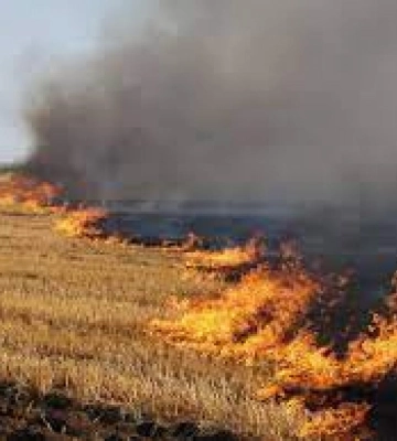 У нацпарку на Рівненщині розповіли, до яких наслідків призводить спалювання сухої трави