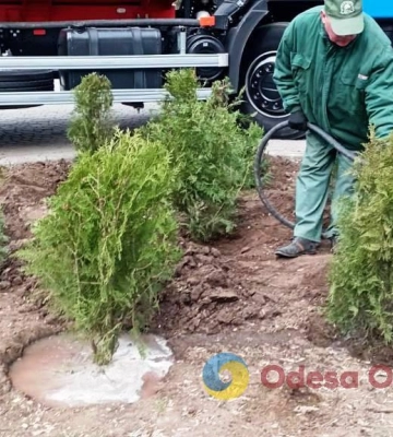 В Одесі на минулому тижні озеленювачі висадили дерева та чагарники