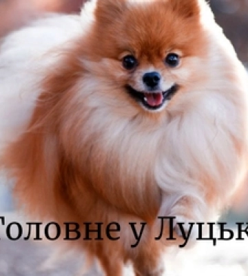 Головне у Луцьку: ТОП новин за понеділок, 11 березня