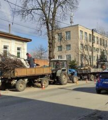 Полтавці ведуть боротьбу з аварійними деревами: знесуть півтори тисячі